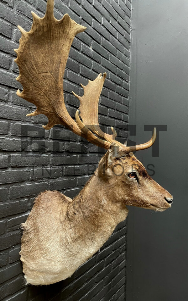 Mounted head of a fallow deer