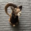 Mounted head of a mouflon