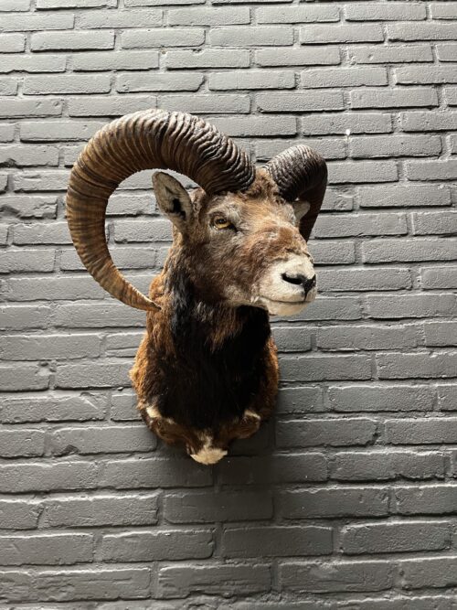 Mounted head of a mouflon