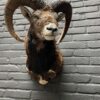 Mounted head of a mouflon