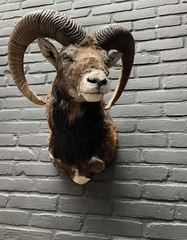 Mounted head of a mouflon