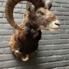 Mounted head of a mouflon