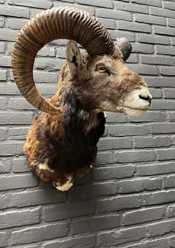 Mounted head of a mouflon