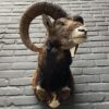 Mounted head of a mouflon