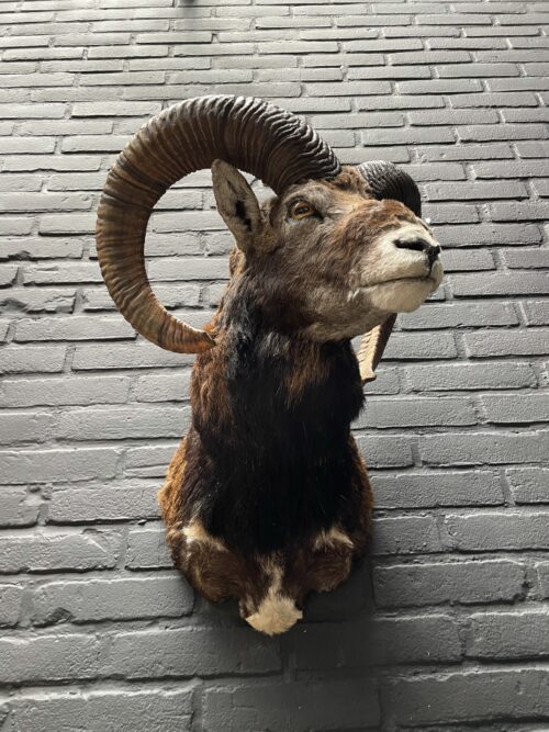 Mounted head of a mouflon