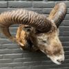 Mounted head of a mouflon