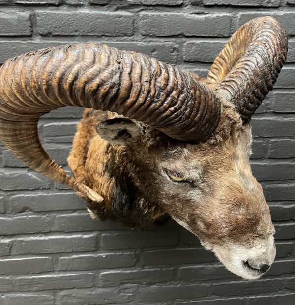 Mounted head of a mouflon