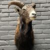 Head of a young mouflon.