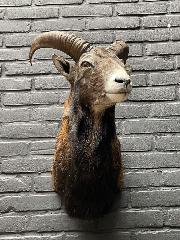 Head of a young mouflon.