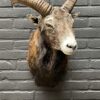 Head of a capital mouflon