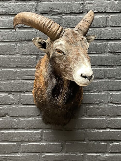 Head of a young mouflon.