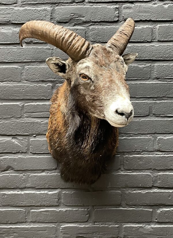 Head of a young mouflon.