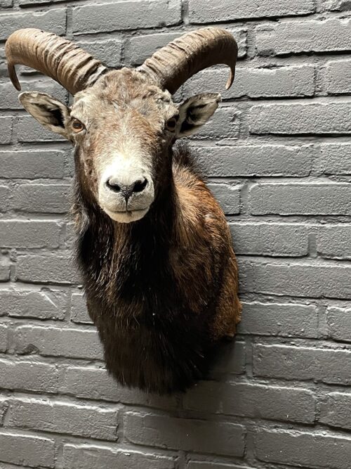 Head of a young mouflon.