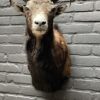 Head of a young mouflon.