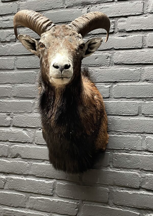 Head of a young mouflon.