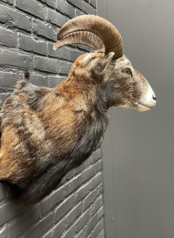 Head of a young mouflon.