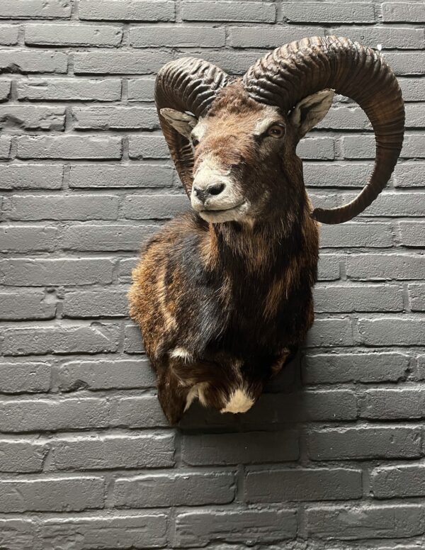 Head of a capital mouflon