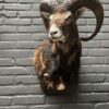 Mounted head of a mouflon