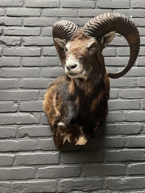 Head of a capital mouflon