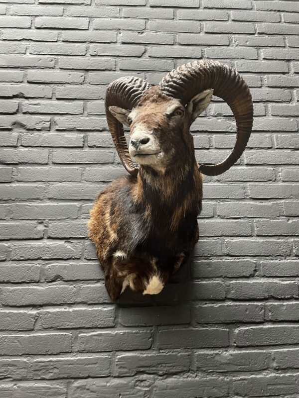 Head of a capital mouflon