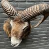 Head of a capital mouflon