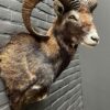 Head of a capital mouflon