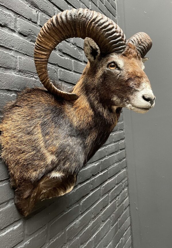 Head of a capital mouflon