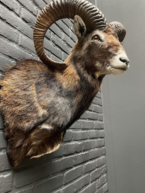 Head of a capital mouflon