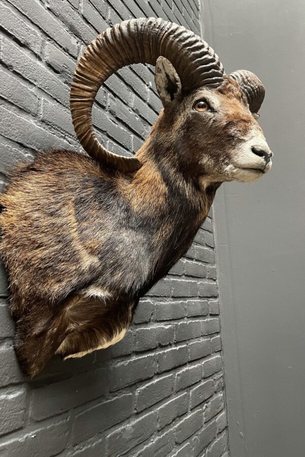 Head of a capital mouflon