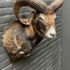 Head of a capital mouflon