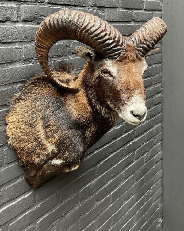 Head of a capital mouflon