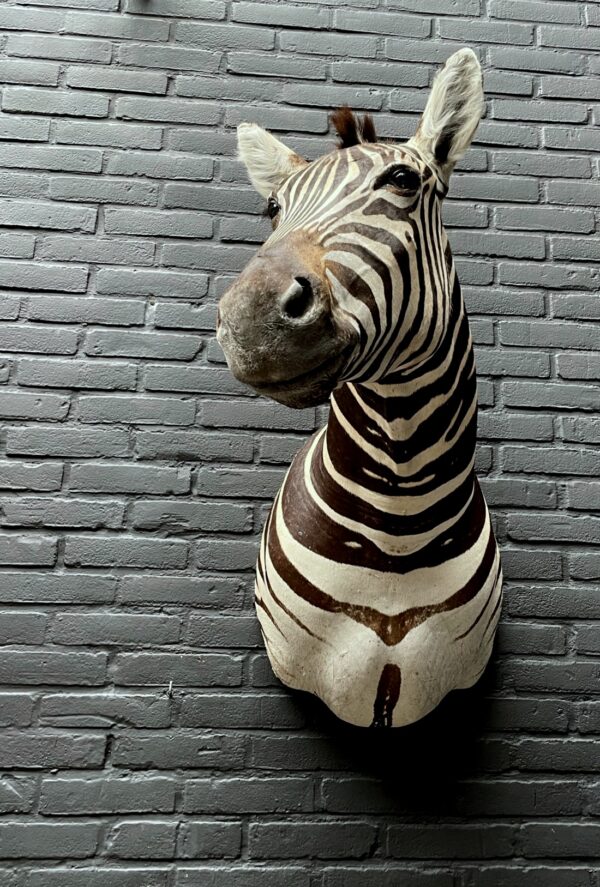 Opgezette kop van een Burchell zebra. Zebrakop