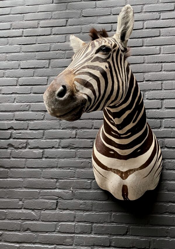 Mounted head of a Burchell zebra. Zebra head
