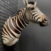 Mounted head of a Burchell zebra. Zebra head