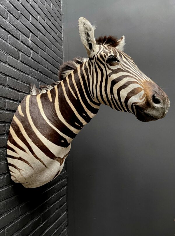 Mounted head of a Burchell zebra. Zebra head