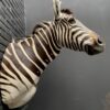 Ausgestopfter Kopf eines Burchell-Zebras. Zebrakopf