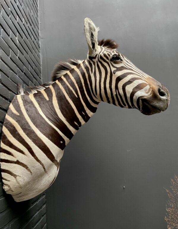 Opgezette kop van een Burchell zebra. Zebrakop