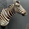 Mounted head of a Burchell zebra. Zebra head