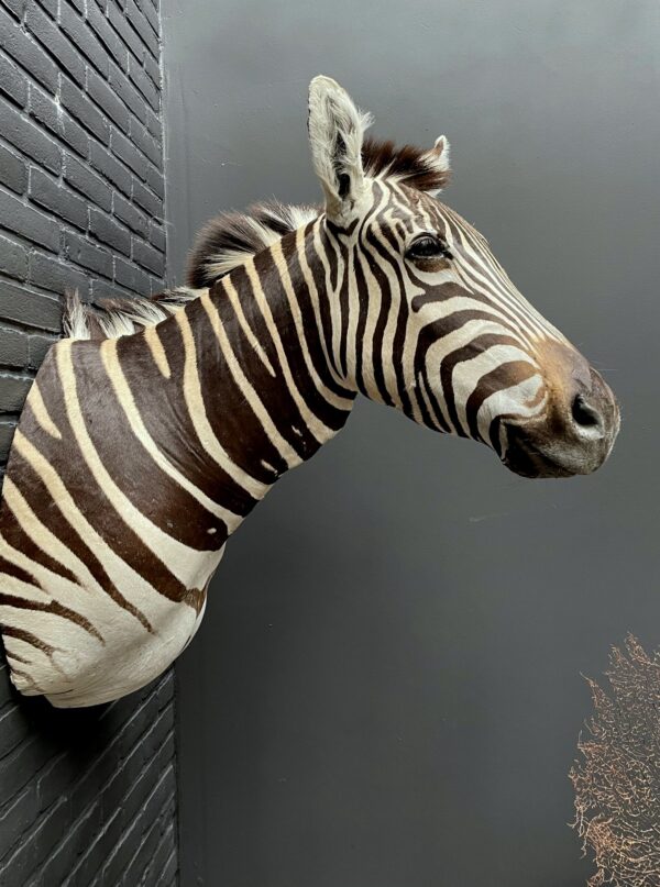 Opgezette kop van een Burchell zebra. Zebrakop