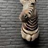 Mounted head of a Burchell zebra. Zebra head