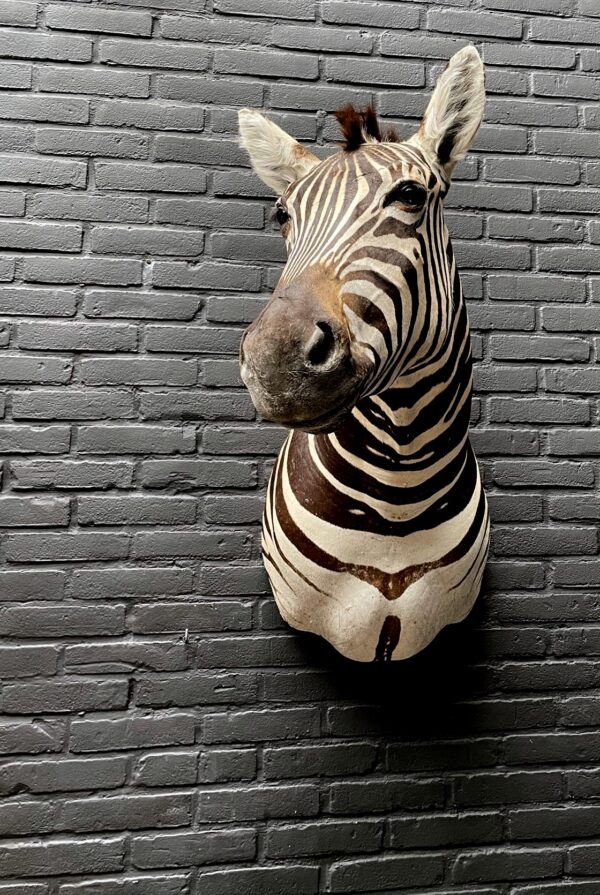 Mounted head of a Burchell zebra. Zebra head