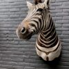 Ausgestopfter Kopf eines Burchell-Zebras. Zebrakopf