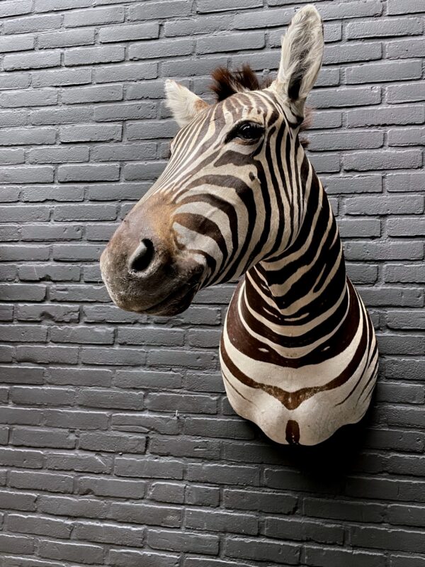 Opgezette kop van een Burchell zebra. Zebrakop