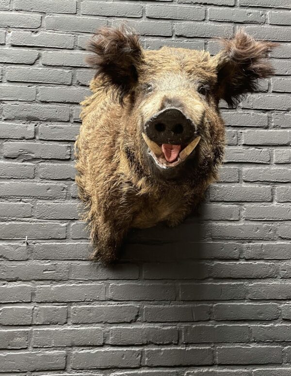 Mounted head of a large wild boar