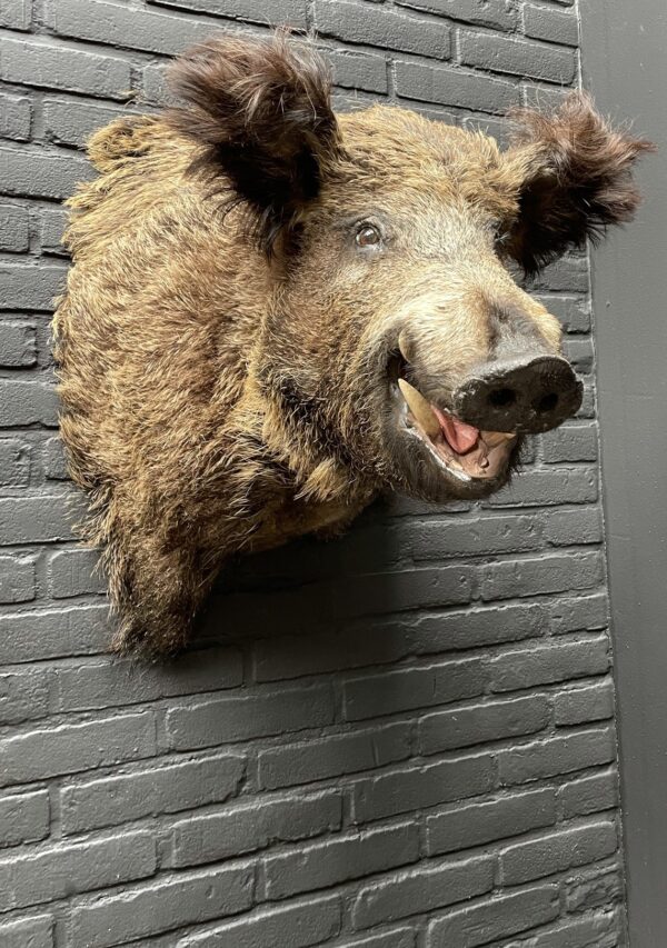 Mounted head of a large wild boar