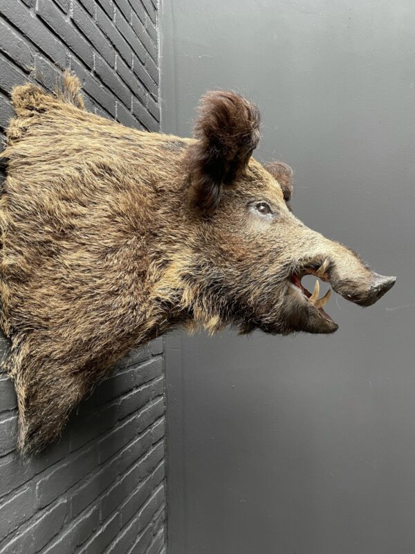 Mounted head of a large wild boar