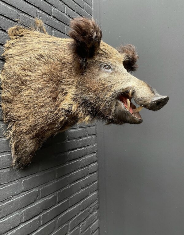 Mounted head of a large wild boar