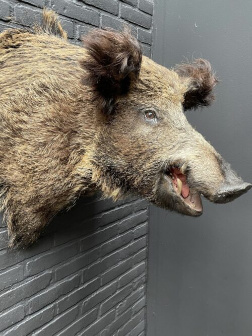 Mounted head of a large wild boar