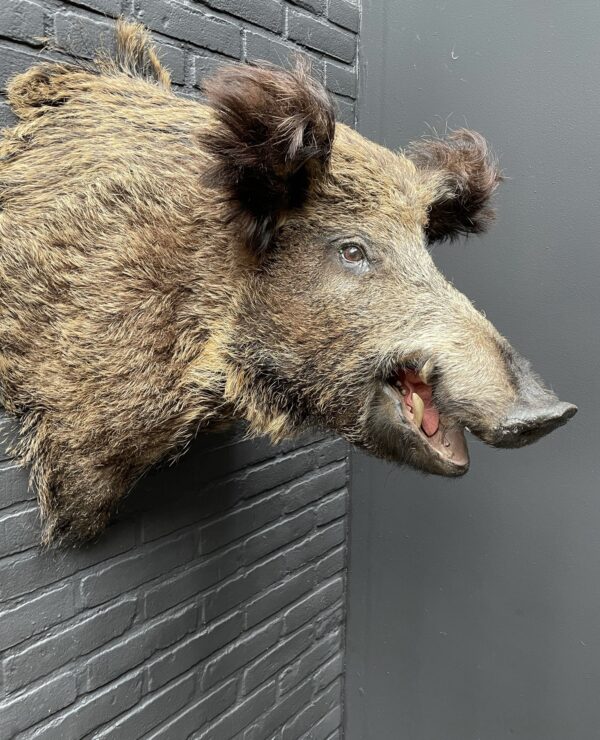 Mounted head of a large wild boar