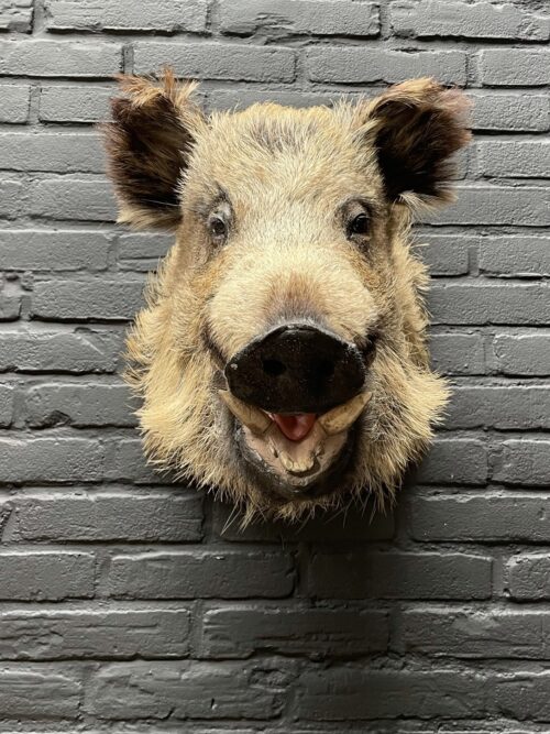 Mounted head of a wild boar